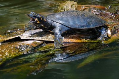 Young Florida softshell turtle