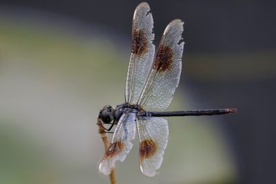 Four-spotted pennant dragonfly
