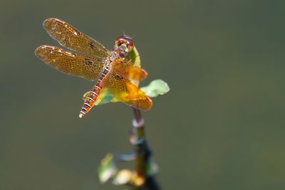 Eastern amberwing