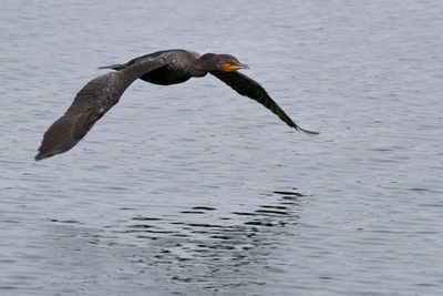 Double-crested cormorant flying low
