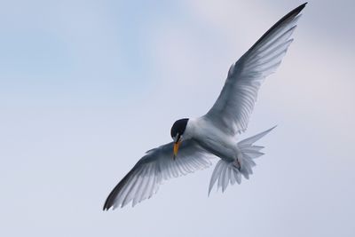 Least tern in flight