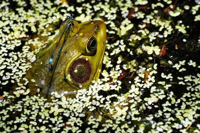 Pig frog with a damselfly on its eye