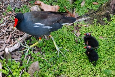 Moorhen chicks trying to follow mom