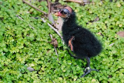 Tiny moorhen chick