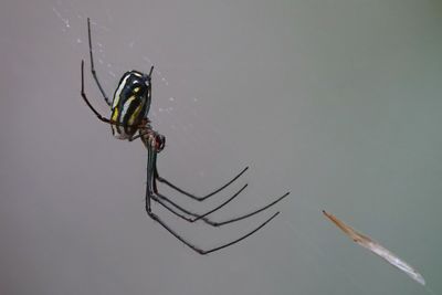 Orchard orbweaver spider