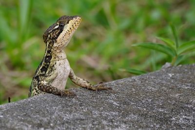 Basilisk lizard