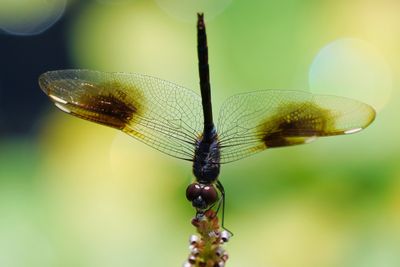 Four-spotted pennant dragonfly