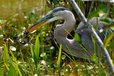 Great blue heron with baby alligator