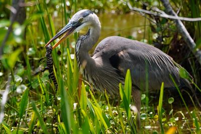 Great blue heron with baby alligator