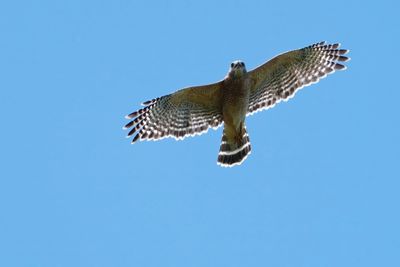 Red-shouldered hawk