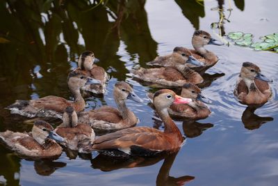 Black-bellied whistling duck and ducklings