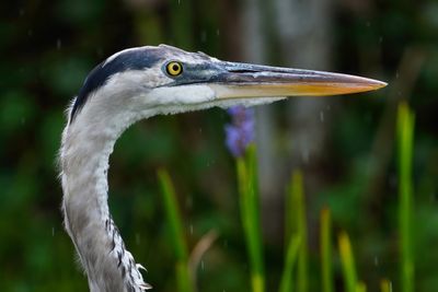 Great blue heron closeup in the rain