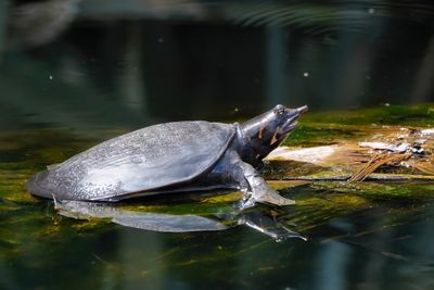 Juvenile Florida softshell turtle
