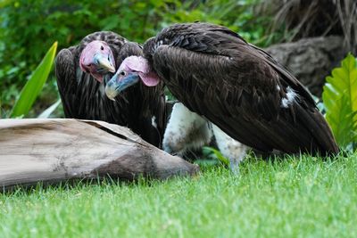Lappet-faced vulture couple