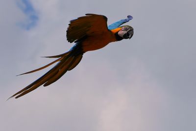 Macaw coming in to land