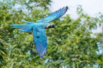 Macaw circling around