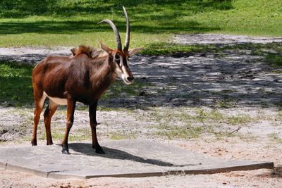 Scimitar-horned oryx