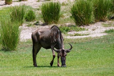 Wildebeest