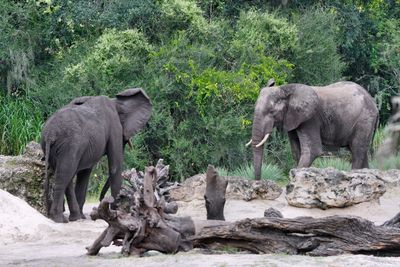 Elephants facing off