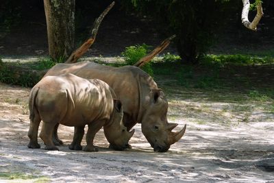 White rhino with calf