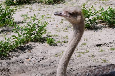 Ostrich closeup