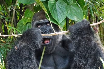 Gorilla enjoying a snack