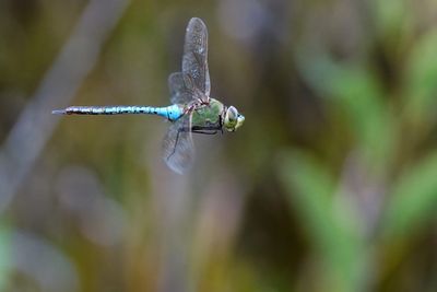 Green darner dragonfly in flight