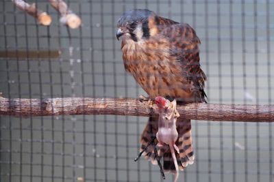 Kilee the kestrel, with a mouse meal