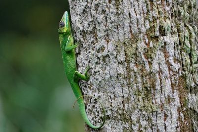 Knight anole on a tree trunk
