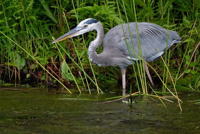 Great blue heron on the hunt