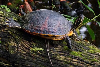 Turtle resting out of the water