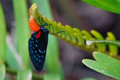 Atala butterfly laying eggs
