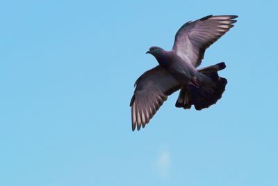 Pigeon flying over