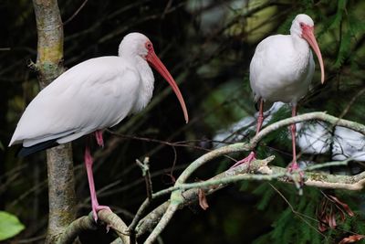Pair of ibises in the trees