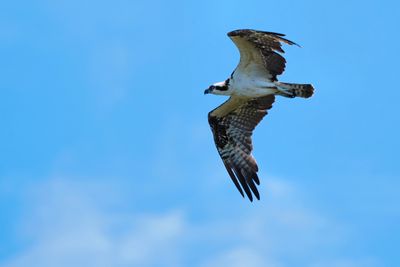 Osprey overhead