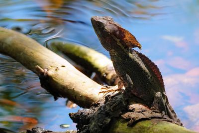 Basilisk lizard after crossing the water