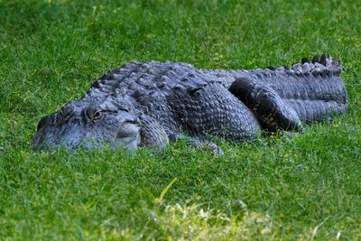 Big alligator resting