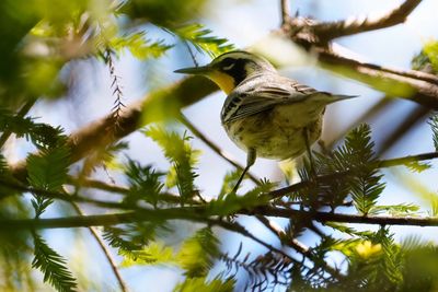 Yellow-throated warbler