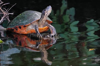 Cooter turtle