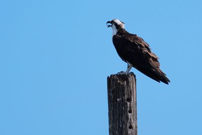 Osprey