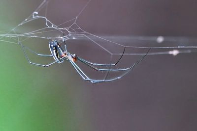 Orchard orbweaver spider