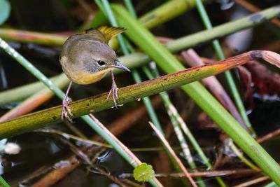 Common yellowthroat