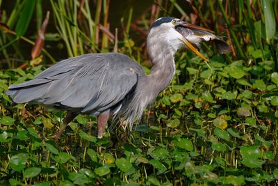 Great blue heron with a great big fish