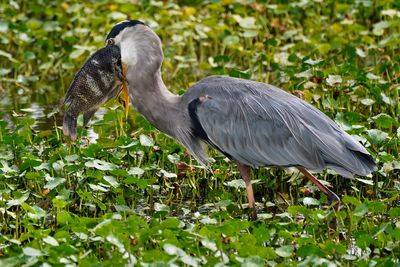 Great blue heron with a great big fish