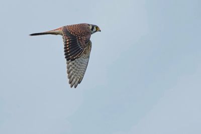 American kestrel in flight