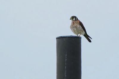 American kestrel