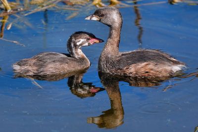 Pied-billed grebe and chick