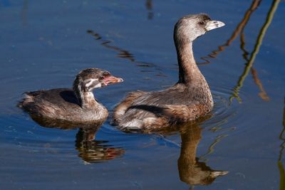 Pied-billed grebe and chick