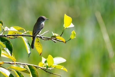 Eastern phoebe