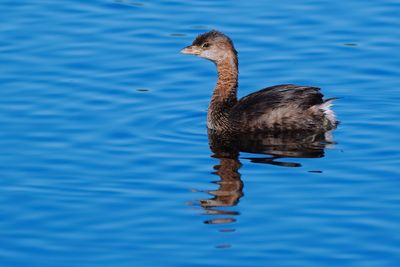 Pied-billed grebe